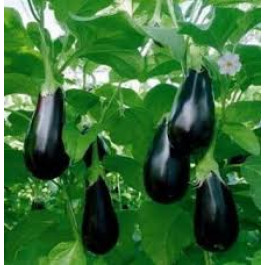 Alberginia negra ECO de Rupià 1kg