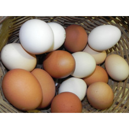 1 dotzena ous de gallines felices