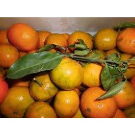 Mandarina Satsuma ECO 3kg Baix Ebre
