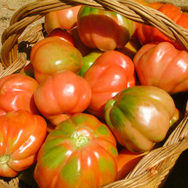Tomata Caramba amanir ECO 1kg Torroella Montgrí