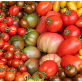 Tomata assortiment de varietats ECO de Rupià 10 kg