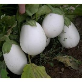 Alberginia blanca ECO de Rupià 1 kg