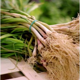 Alls tendres ECO de Rupià