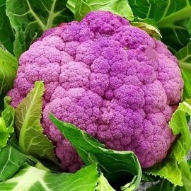 Bròquil morat ECO de Rupià