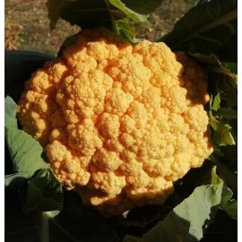 Bròquil taronja ECO de Rupià