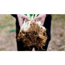 Calçots ECO manat de Rupià