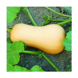 Carabassa cacahuet ECO 1,5 kg de Rupià