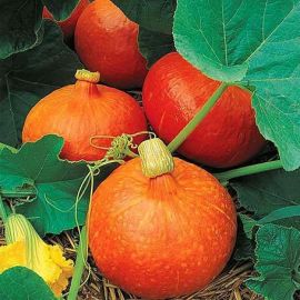 Carbassa potimarró ECO (Hokkaido), 1 unitat de 1 a 1,4kg