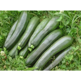 Carbassó verd ECO 1kg