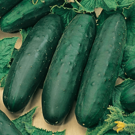 Cogombre ECO de Rupià ½kg