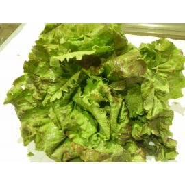 Enciam meravella o de temporada ECO de Rupià
