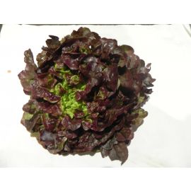 Enciam roure vermell ECO de Rupià