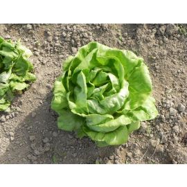 Enciam trocadero ECO unitat de Rupià