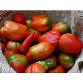  tomata eco pebrot bitxo madur    de Rupia