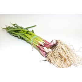 alls tendres eco manat   de Rupia