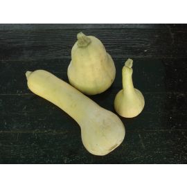carbassa cacahuet eco (pes 2 kg)   de Rupia