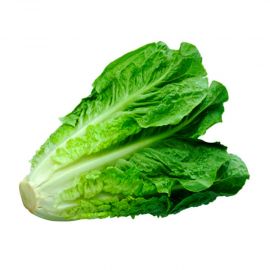Enciam romana llarga ECO