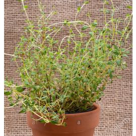 Farigola ECO de Rupià manat