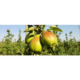 Pera Llimonera gr.an cistella 900 gr. (6 unitats aprox) Biodinamica del Pla d Urgell