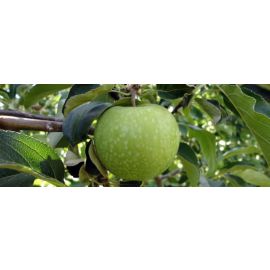Poma gr.anny Smith gr.an cistella 900 gr. (6 unitats aprox) Biodinamica del Pla d Urgell