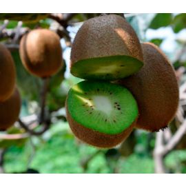 Kiwis Hayward ECO, 4 unitats 550 gr. 