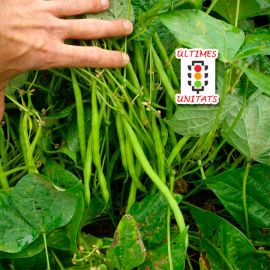 Mongeta verda tendre del "cuc" ECO últimes unitats