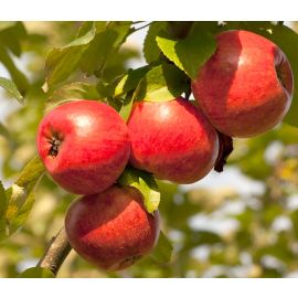 Poma Dalinsweet ECO 1 Kg de Albons