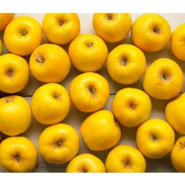 Poma Opal gran ECO 1 Kg de Sant Pere Pescador