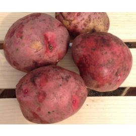 Patata Red Pontiac ECO de Montsant de Tost