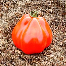  tomata eco cor de bou amanida   de Rupia