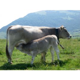 Carn de Vedella ECO