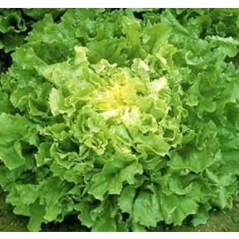 Enciam xicoina ECO de Rupià